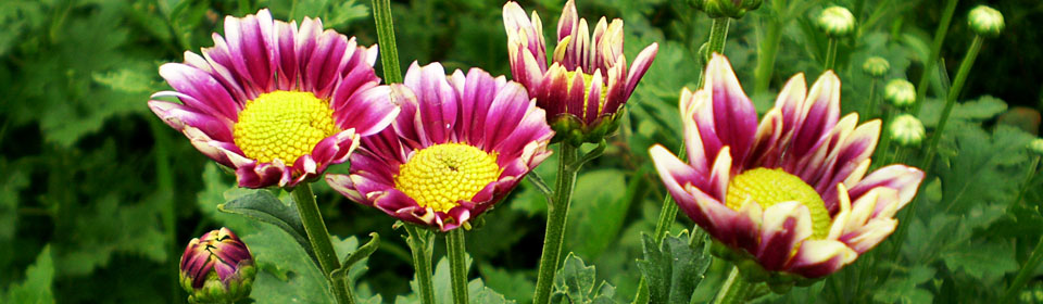 官方认证可信的免费ddos在线攻击